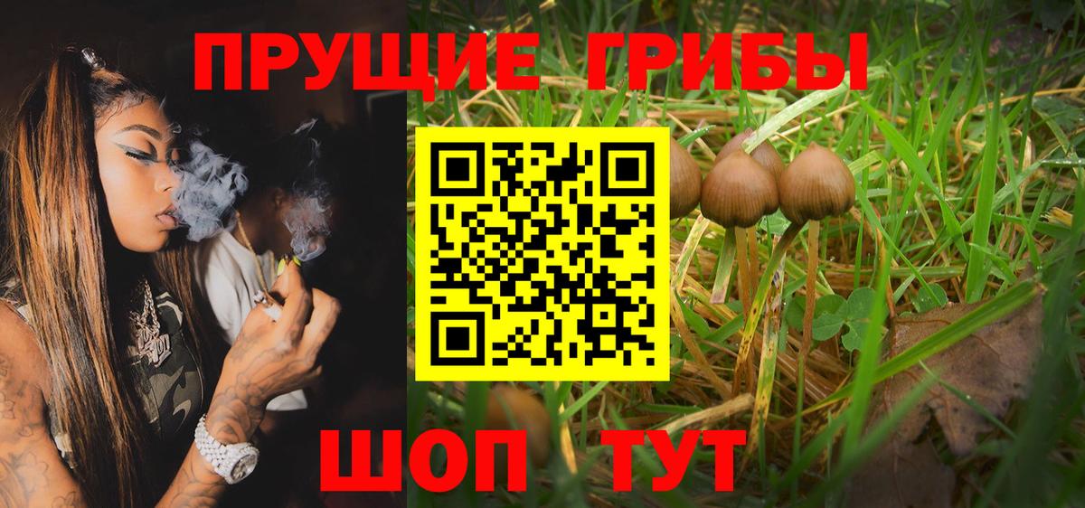 Галлюциногенные грибы Psilocybe  Псилоцибиновые грибы GOLDEN TEACHER  Асино  Вход с VPN 